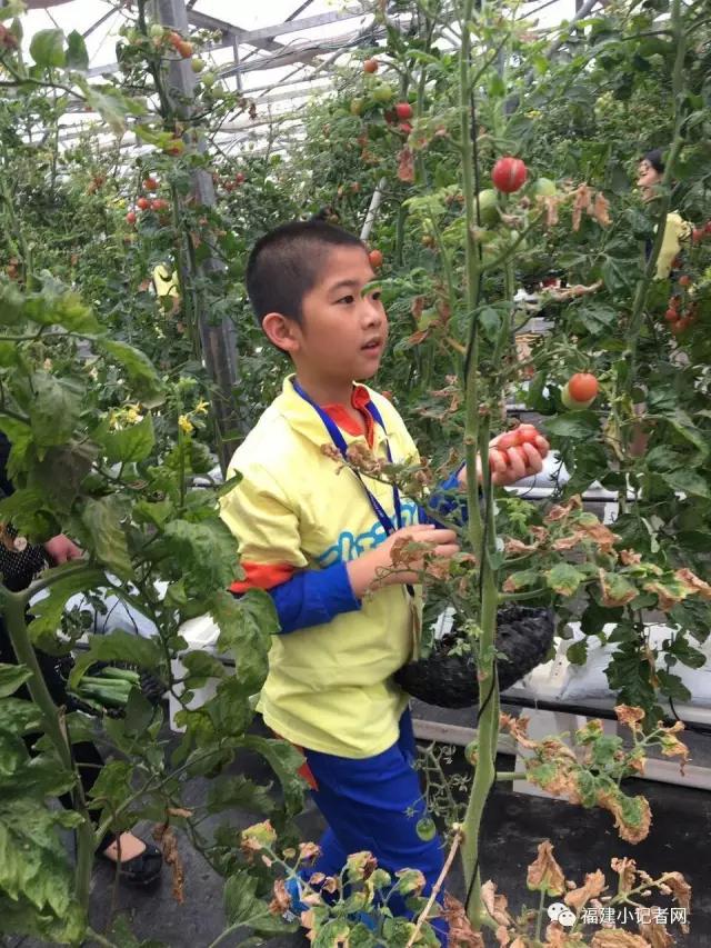 【圍觀】福建小記者走進(jìn)農(nóng)場(chǎng)體驗(yàn)農(nóng)耕樂趣 【圍觀】福建小記者走進(jìn)農(nóng)場(chǎng)體驗(yàn)農(nóng)耕樂趣