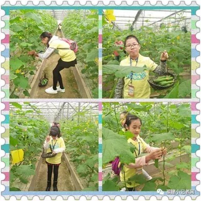 【圍觀】福建小記者走進(jìn)農(nóng)場(chǎng)體驗(yàn)農(nóng)耕樂趣 【圍觀】福建小記者走進(jìn)農(nóng)場(chǎng)體驗(yàn)農(nóng)耕樂趣