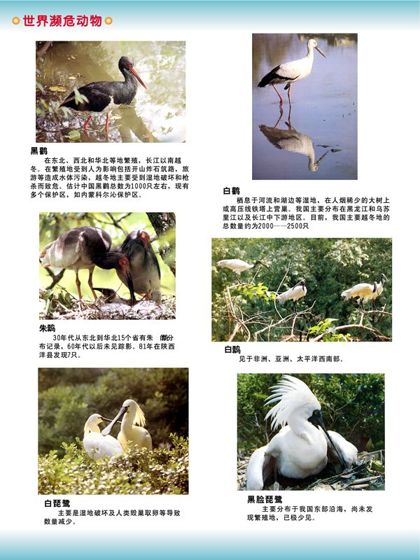 世界瀕危動(dòng)物 世界瀕危動(dòng)物