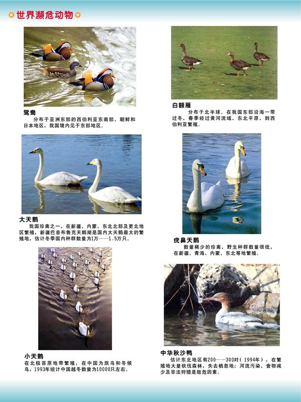 世界瀕危動(dòng)物 世界瀕危動(dòng)物
