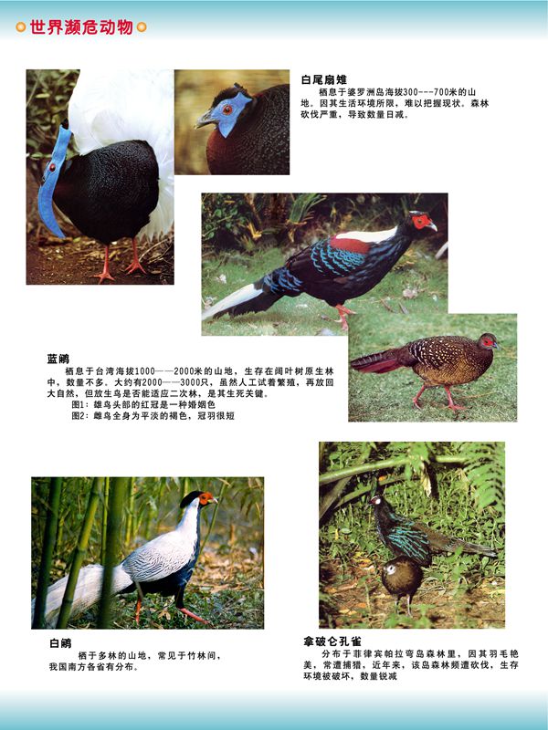 世界瀕危動(dòng)物 世界瀕危動(dòng)物