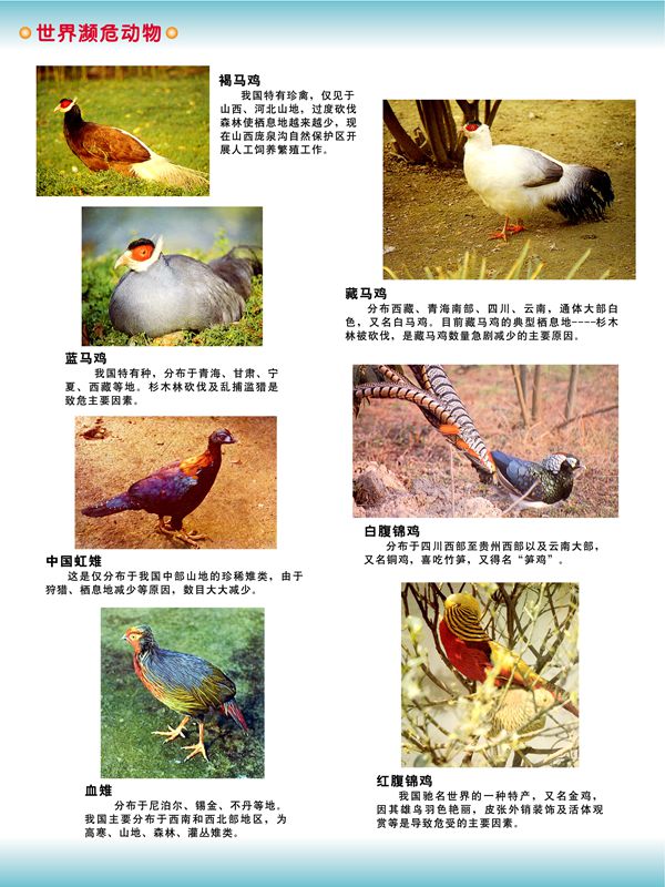 世界瀕危動(dòng)物 世界瀕危動(dòng)物