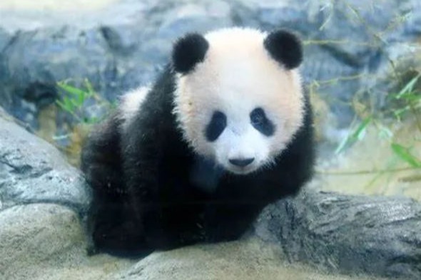 世界瀕危動(dòng)物