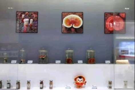 福州科技館靈芝知識分館舉辦第三屆“共建共享 全面健康”公益行科普活動